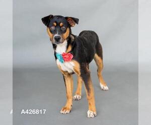 Labrador Retriever-Unknown Mix Dogs for adoption in Conroe, TX, USA