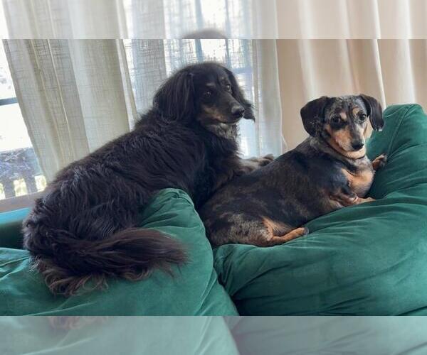 Medium Photo #1 Dachshund Puppy For Sale in Los Angeles, CA, USA