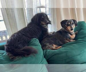 Dachshund Dogs for adoption in Los Angeles, CA, USA