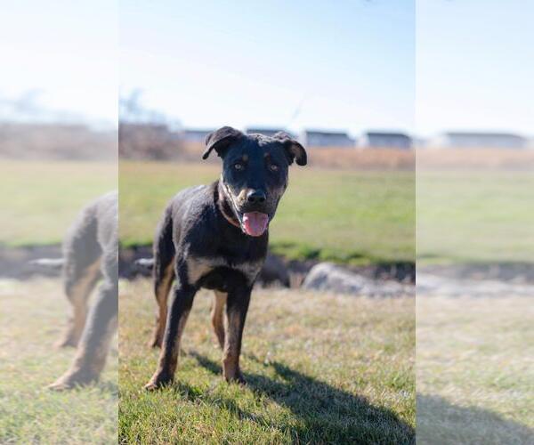 Medium Photo #5 Rottweiler-Unknown Mix Puppy For Sale in Sandy, UT, USA
