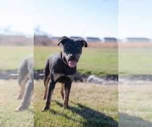 Marcellus - Male Rottweiler-Unknown Mix Dog for Adoption - Photo #5