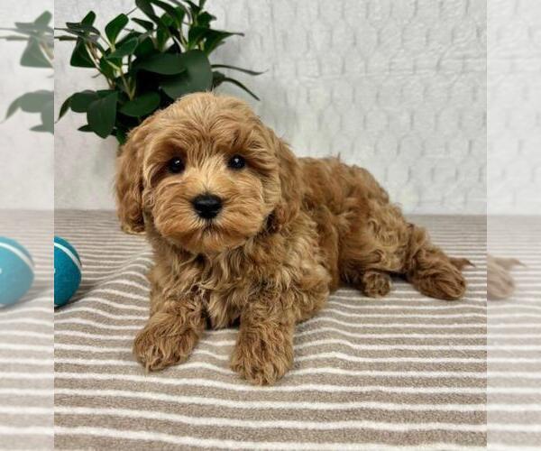Medium Photo #3 Cavapoo Puppy For Sale in GREENFIELD, IN, USA
