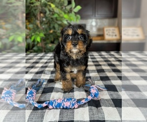Cavapoo Puppy for sale in GREENWOOD, IN, USA