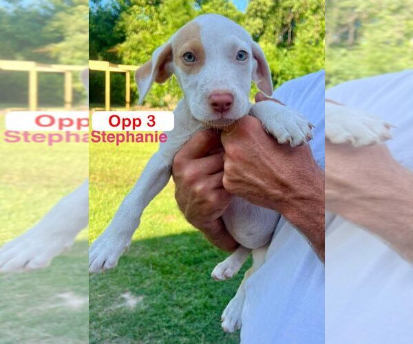 Medium Photo #3 Mutt Puppy For Sale in Brooksville, FL, USA