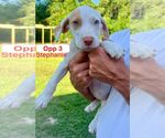 Small #2 Mutt