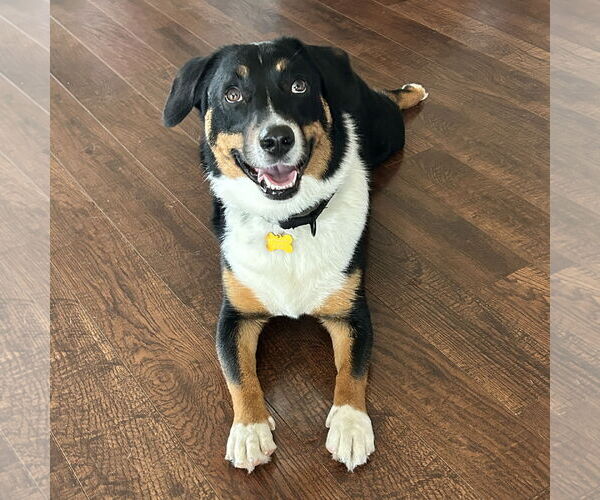 Medium Photo #1 Mutt Puppy For Sale in Fargo, ND, USA