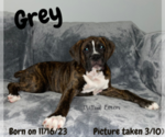 Puppy Grey Boxer