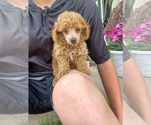 Poodle (Toy) Puppy for Sale in NILES, Michigan USA