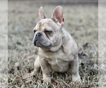 Small Photo #1 French Bulldog Puppy For Sale in LOCUST GROVE, GA, USA