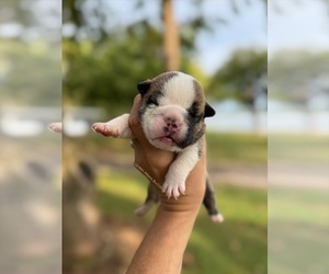 English Bulldog Puppy for sale in OOLOGAH, OK, USA