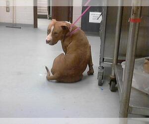 Medium American Pit Bull Terrier