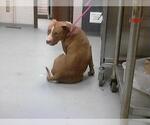 Small American Pit Bull Terrier