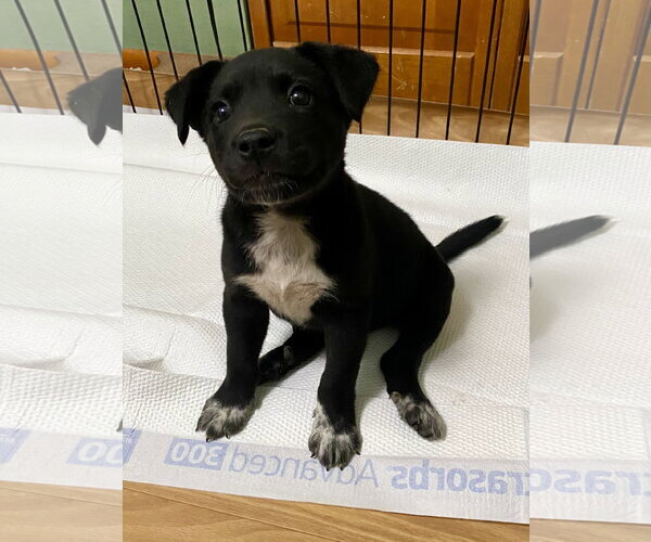 Medium Photo #2 Labsky Puppy For Sale in Hillsboro, MO, USA