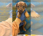 Small #5 Mutt