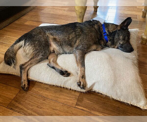 Medium Photo #4 Mutt Puppy For Sale in Garden City, NY, USA