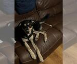 Small German Shepherd Dog-Huskies Mix