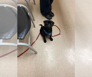 Pug Puppy for sale in ELIZABETHTOWN, KY, USA
