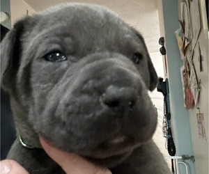 Cane Corso-Daniff Mix Puppy for sale in WARSAW, IN, USA