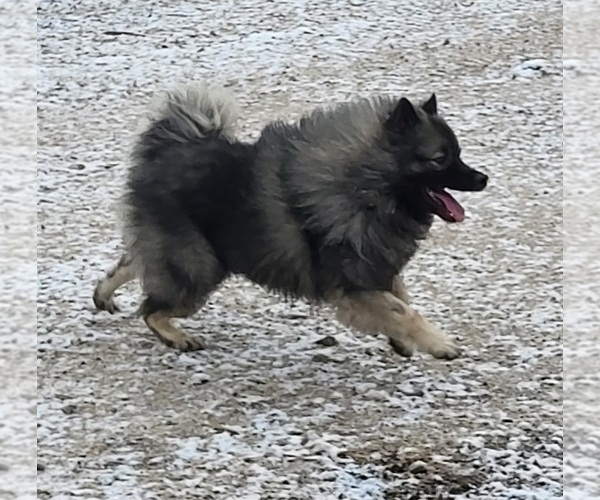 Medium Photo #1 Keeshond Puppy For Sale in BLAIRSBURG, IA, USA
