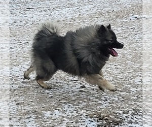 Father of the Keeshond puppies born on 09/24/2025