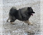 Small Photo #1 Keeshond Puppy For Sale in BLAIRSBURG, IA, USA