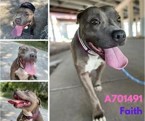 American Staffordshire Terrier-Unknown Mix Dogs for adoption in San Antonio, TX, USA