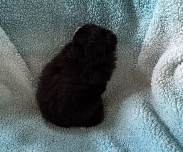 Medium Photo #2 Pomeranian Puppy For Sale in CURTISS, WI, USA