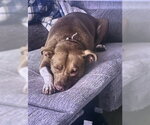 Small American Pit Bull Terrier