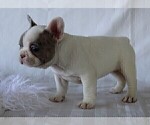 Small Photo #8 French Bulldog Puppy For Sale in ROCK STREAM, NY, USA