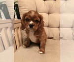 Small Photo #14 Cavalier King Charles Spaniel Puppy For Sale in LAKELAND, FL, USA