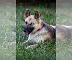 Small Photo #14 German Shepherd Dog-Unknown Mix Puppy For Sale in Kansas City, MO, USA