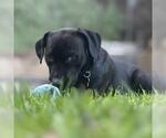 Small #6 Labrador Retriever Mix