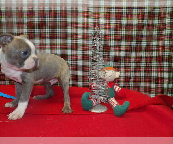 Medium Photo #1 Boston Terrier Puppy For Sale in PATERSON, NJ, USA