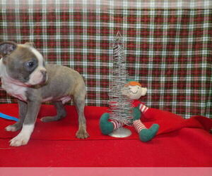 Boston Terrier Puppy for sale in PATERSON, NJ, USA