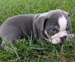 Small #10 English Bulldog