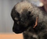 Small #5 Alaskan Malamute-Mastiff Mix