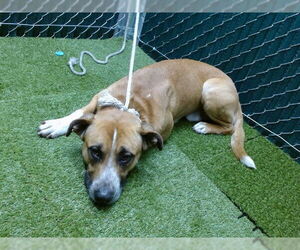 Medium American Pit Bull Terrier Mix