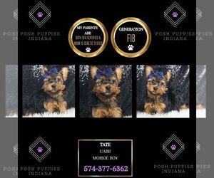 Morkie Puppy for sale in WARSAW, IN, USA