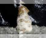 Small Photo #61 Goldendoodle (Miniature) Puppy For Sale in WARSAW, IN, USA
