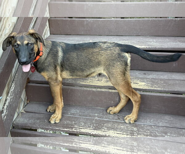 Medium Photo #4 Mutt Puppy For Sale in Menifee, CA, USA