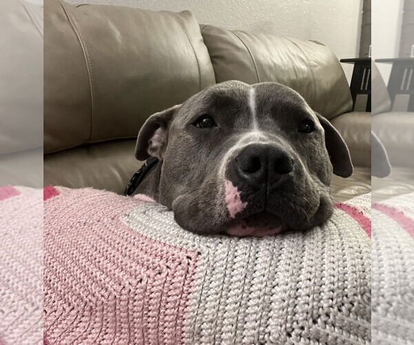Medium Photo #5 American Pit Bull Terrier-Unknown Mix Puppy For Sale in Fort Collins, CO, USA