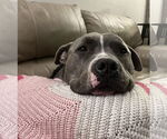 Small #4 American Pit Bull Terrier Mix