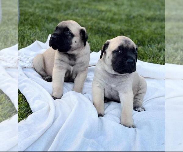 Medium Photo #5 Mastiff Puppy For Sale in ATWATER, CA, USA
