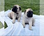 Small #4 Mastiff