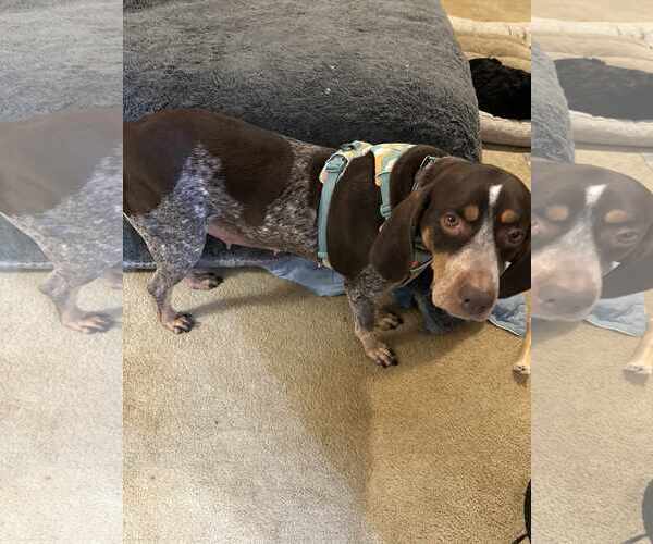 Medium Photo #1 Coonhound Puppy For Sale in Holly Springs, NC, USA