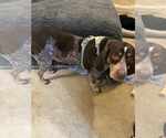 Small Coonhound