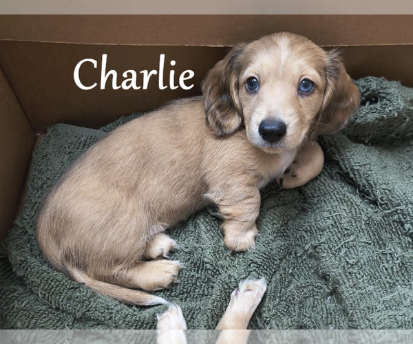 Medium Photo #1 Dachshund Puppy For Sale in TUSTIN, CA, USA