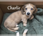 Puppy Charlie Dachshund