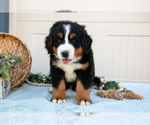 Puppy Baxter Bernese Mountain Dog