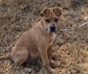 Daniff Puppy for sale in HUMBOLDT, TN, USA